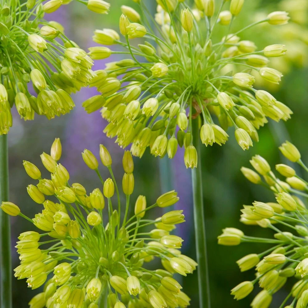 Thompson and Morgan Allium Yellow Fantasy Planting Bulb 12 Pack Image 2
