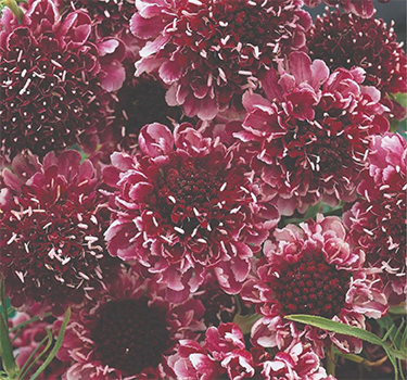 Seeds