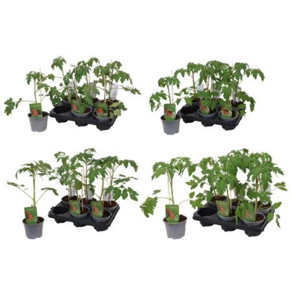 Grow Like a Pro Garden Vegetable Plants Image 3