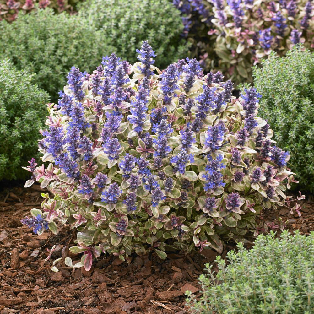 Thompson & Morgan Ajuga Tenorei Princess Nadia Plant Pot 3L Image 4