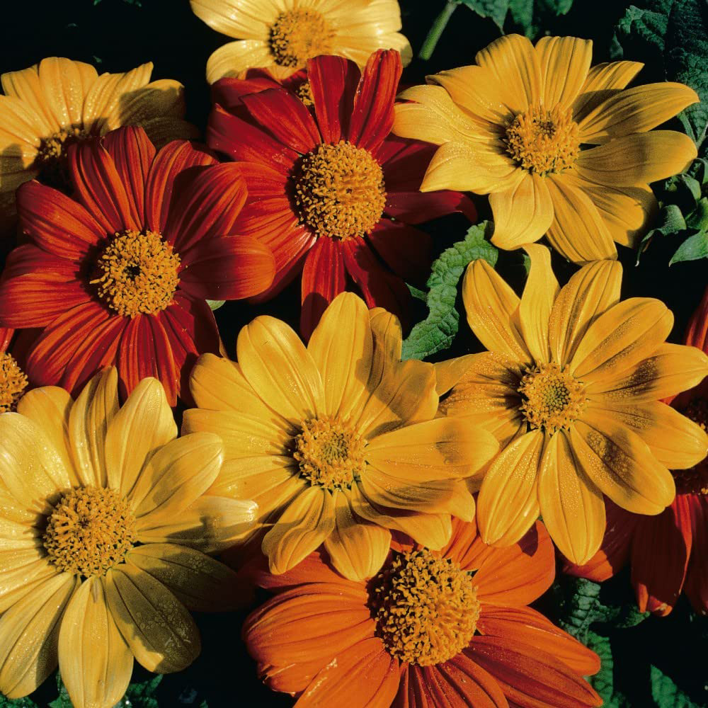 Thompson & Morgan Tithonia Rotundifolia Arcadian Blend Seeds Image