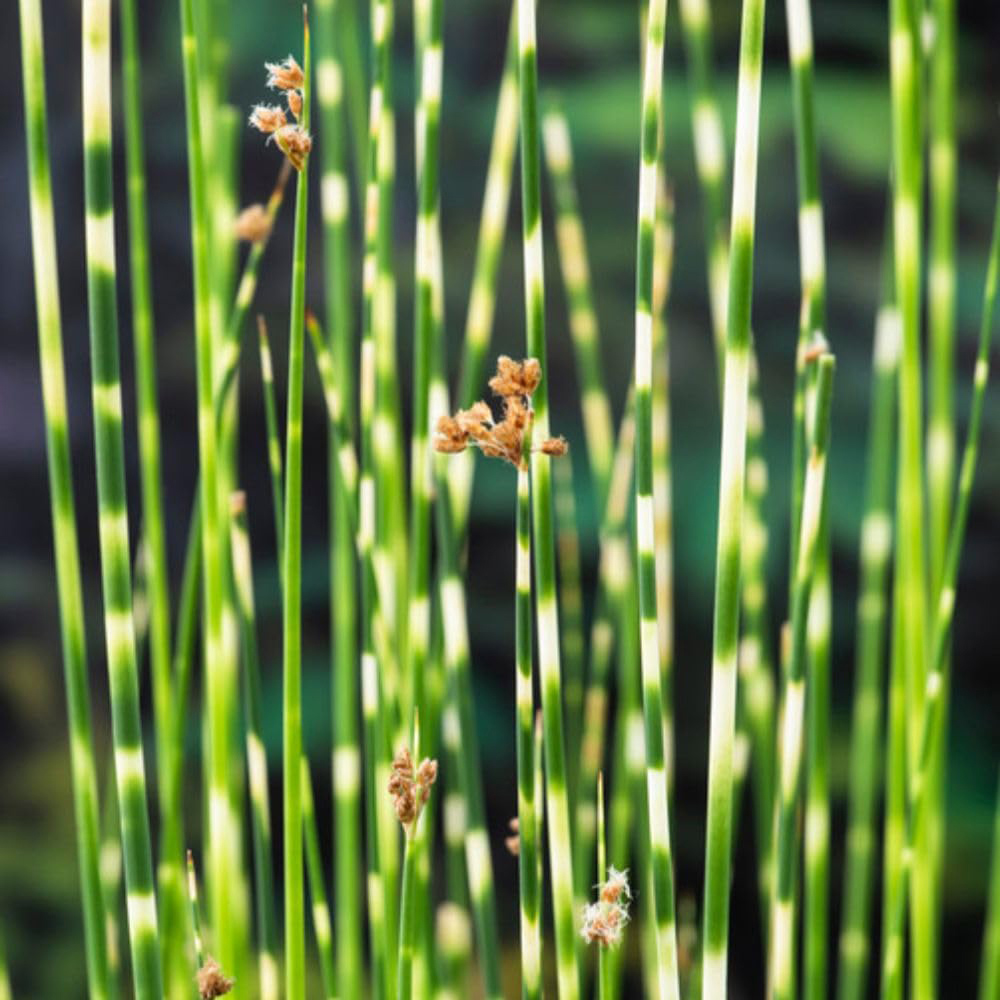 Thompson and Morgan Scirpus Tabermont Zebrinus Plant Pot 9cm 3 Pack Image 2