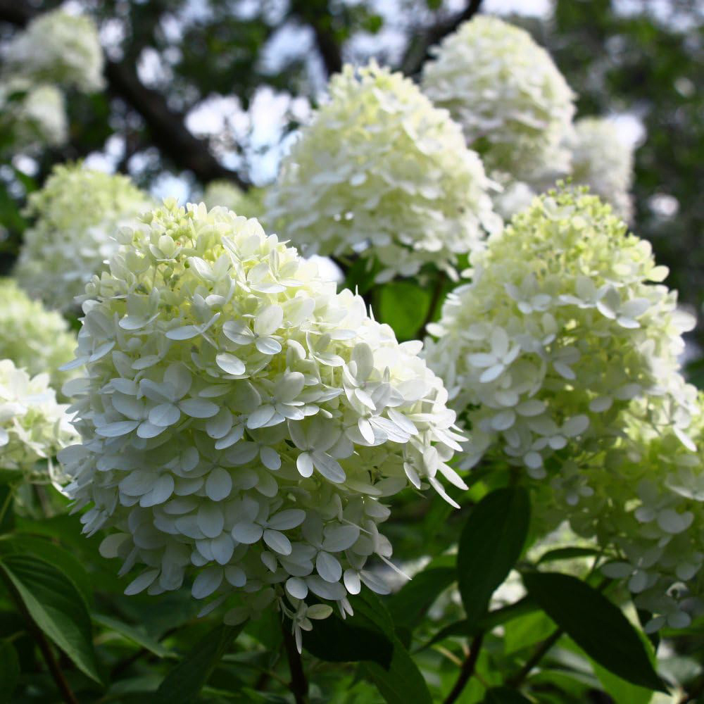 Thompson & Morgan Hydrangea Paniculata Limelight Multi-Toned Plant Pot 9cm Image 1