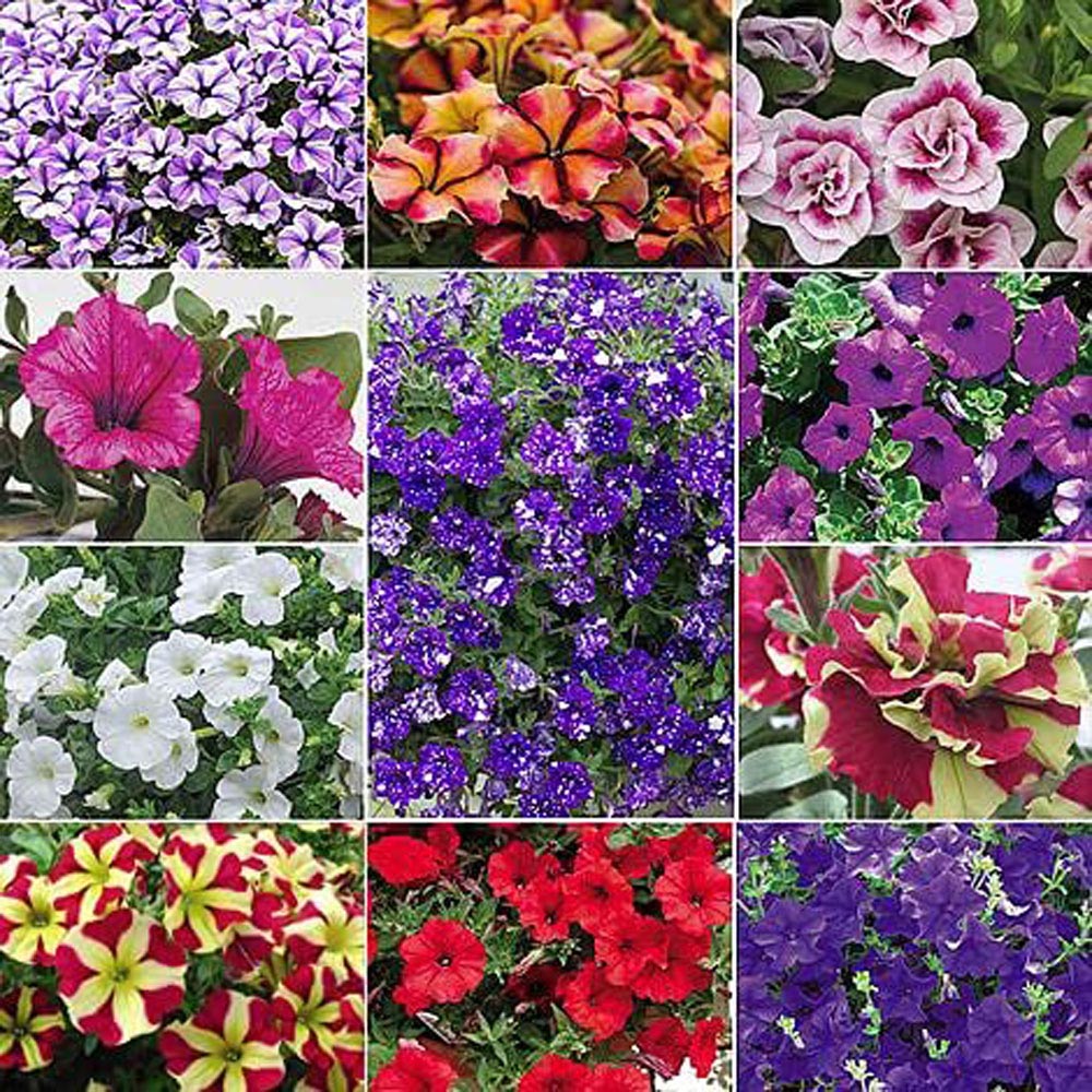 Thompson and Morgan Nurserymans Choice Petunia Postiplugs 10 Pack Image 1