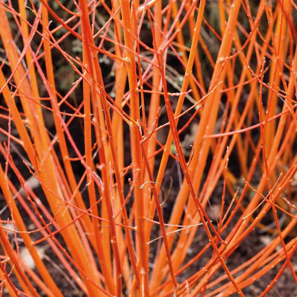Thompson & Morgan Cornus Sanguinea Midwinter Fire Plant Pot 9cm 2 Pack Image 2