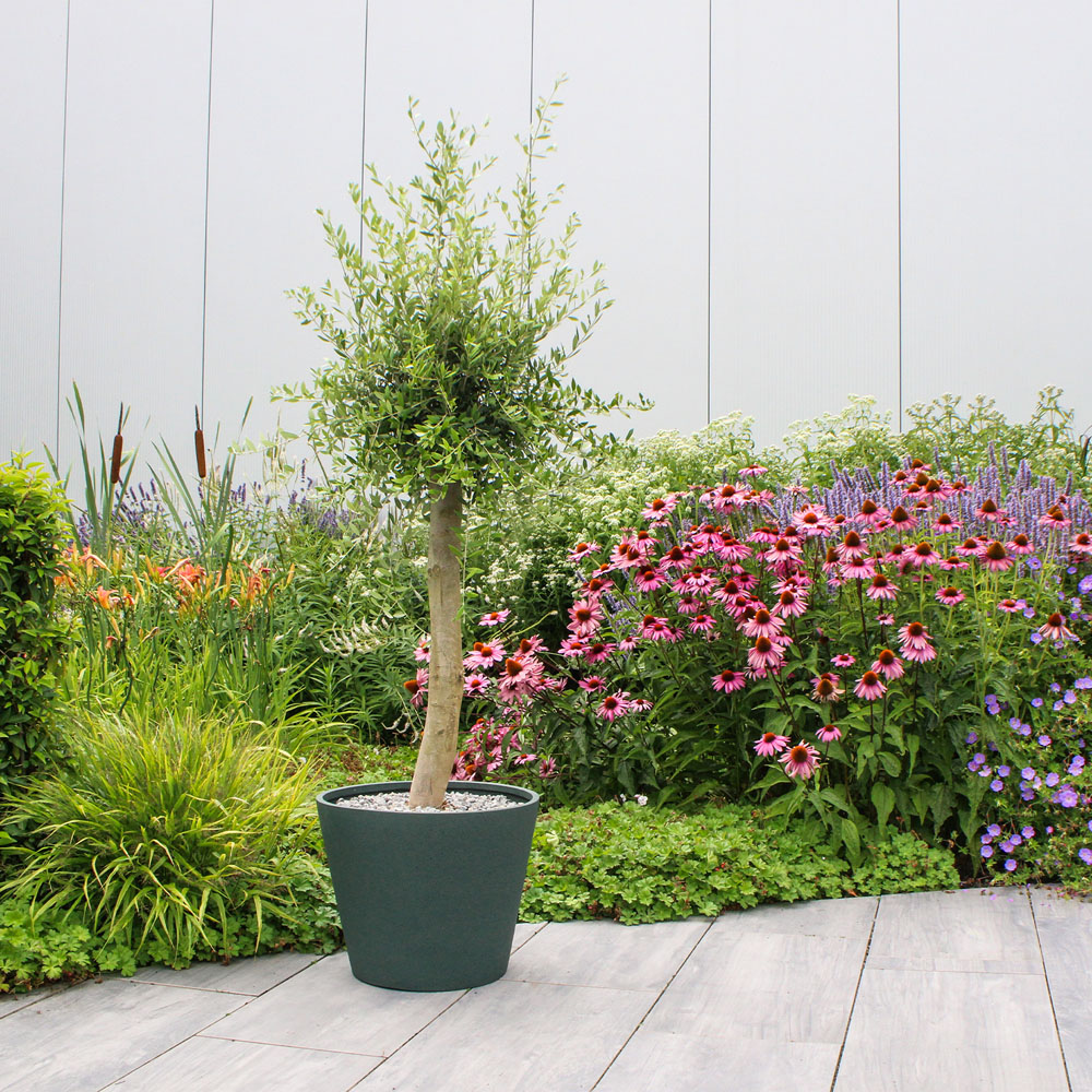 Mediterranean Olive Tree - Green Image 7