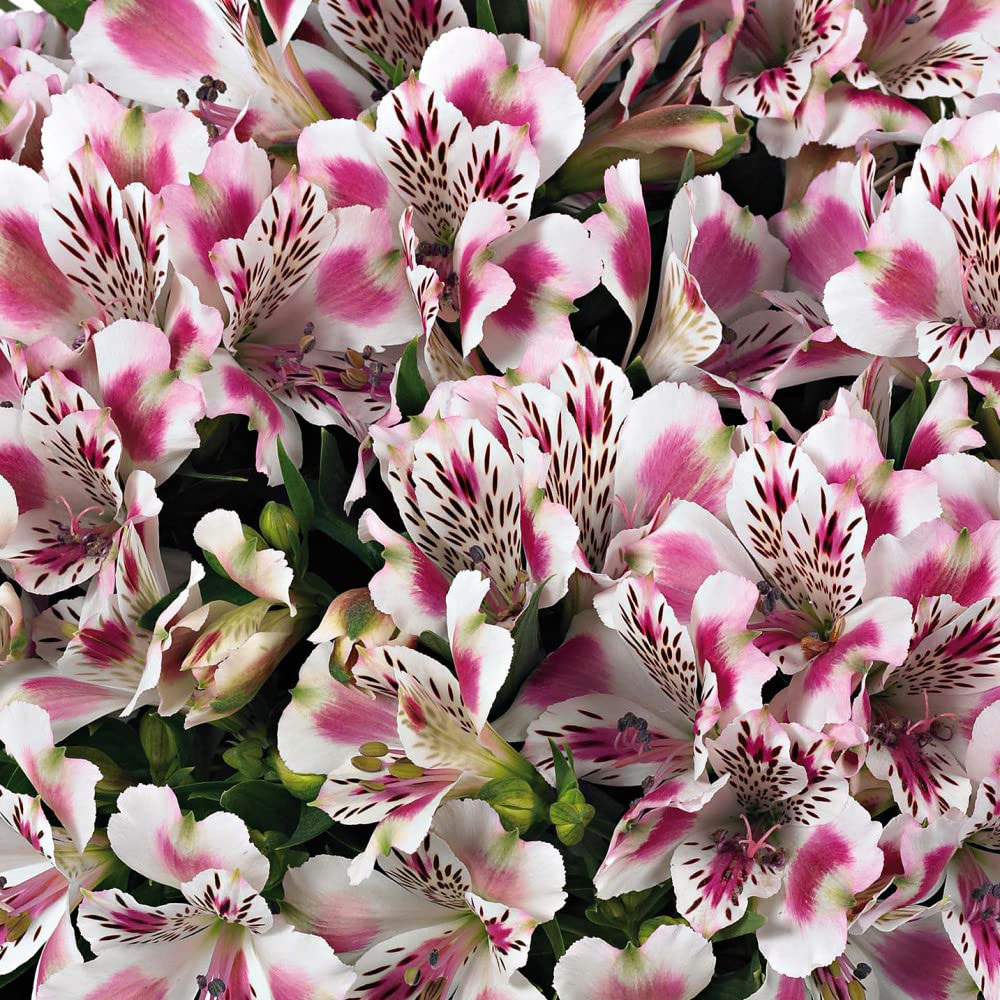 Thompson and Morgan Alstroemeria Inticancha White Pink Blush Plant 6 Pack Image 4