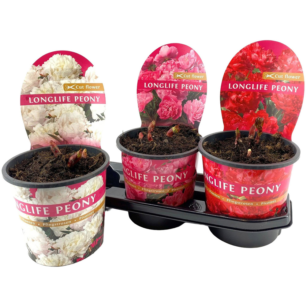Longlife Peonies in Pot Image 2