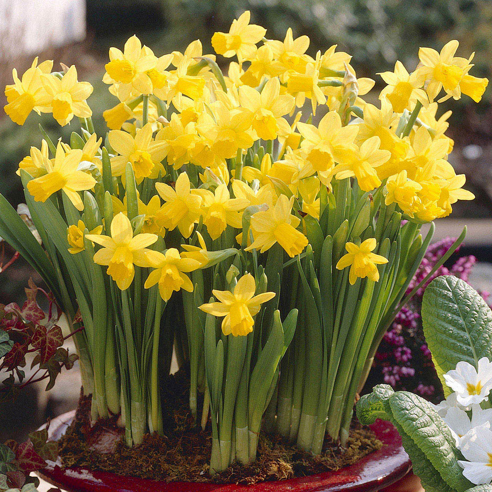 Shop seeds & bulbs