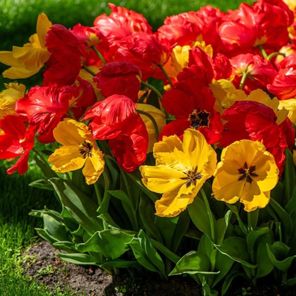 Thompson and Morgan Tulip Giant Phoenix Mixed Planting Bulb 32 Pack Image 2