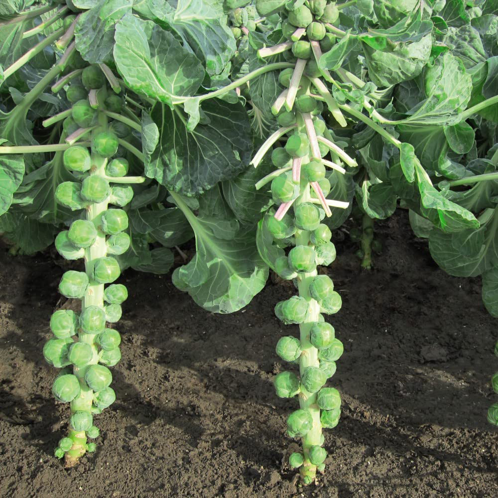 Thompson and Morgan Brussels Sprout Marte F1 Seeds Image 1