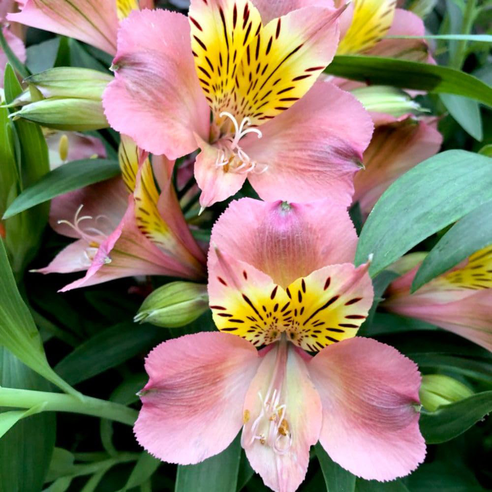 Thompson and Morgan Alstroemeria Summer Break Tessumbreak Plant Pot 3L Image