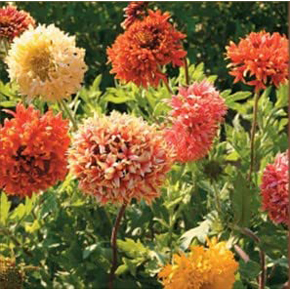 Thompson & Morgan Gaillardia Pulchella Razzledazzle Seeds Image 1