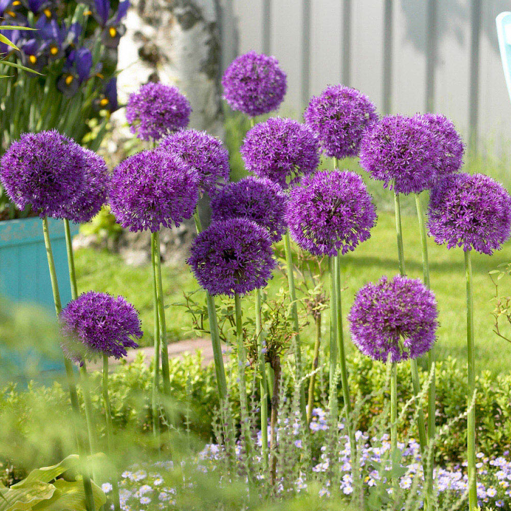 wilko Allium Collection Mixed Planting Bulb 100 Pack Image 4