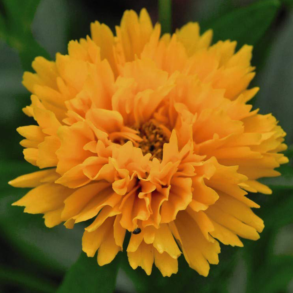 Thompson and Morgan Coreopsis Golden Joy Plug 12 Pack Image 1