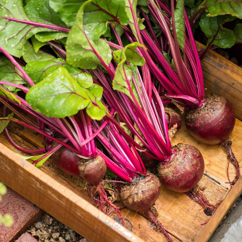 Thompson & Morgan Beetroot Red Ace F1 Hybrid 150 Seeds Packet Image