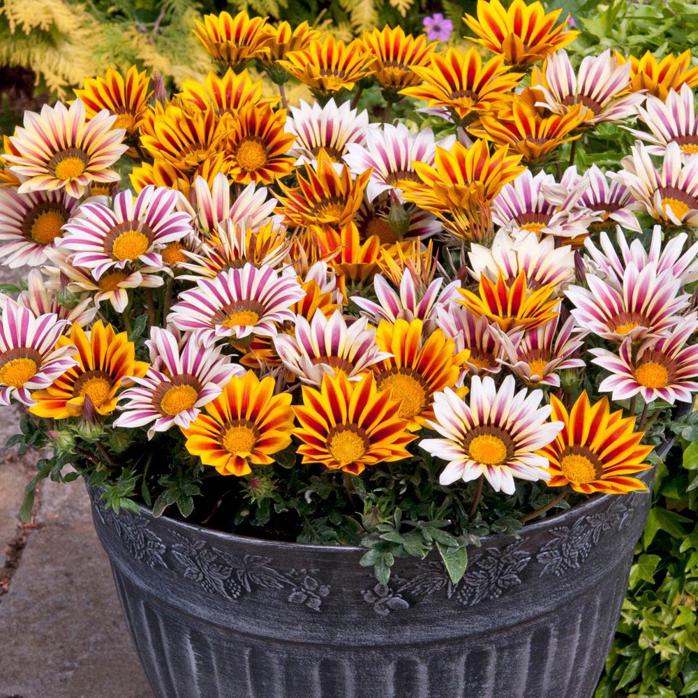 Thompson and Morgan Gazania Tiger Stripes Mixed Garden Ready Plant 15 Pack Image 4
