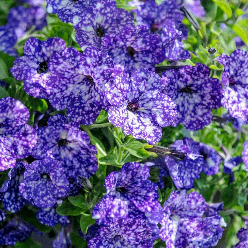 Thompson and Morgan Nurserymans Choice Petunia Postiplugs 20 Pack Image 4