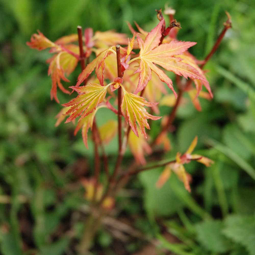 Thompson and Morgan Acer palmatum Orange Dream Plant Pot 3L 2 Pack Image 2