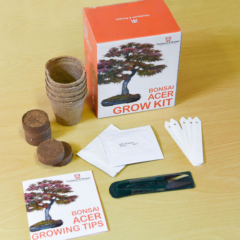Thompson & Morgan Acer Bonsai Seed Grow Kit Image 3