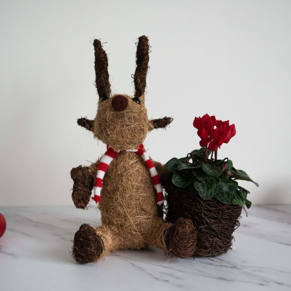 Thompson and Morgan Christmas Gift Cyclamen Red Plant in Cocoa Moose Planter 9cm 2 Pack Image 2