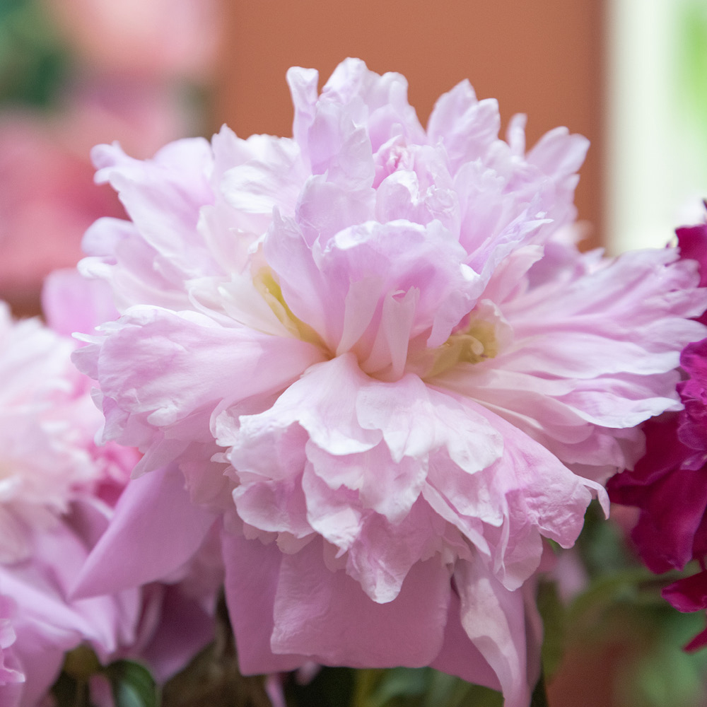 Wilko Raspberry Ruffles YouGarden Peony Ruffles Bare Root Collection 3 Pack | Wilko
