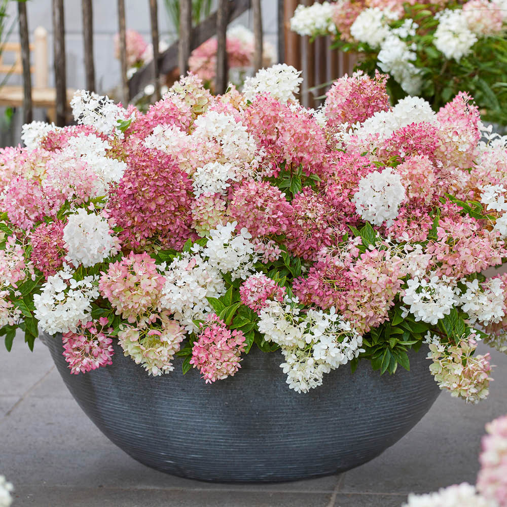YouGarden Hydrangea Groundbreaker Blush Plant in Pot 14cm 3 Pack Image 4
