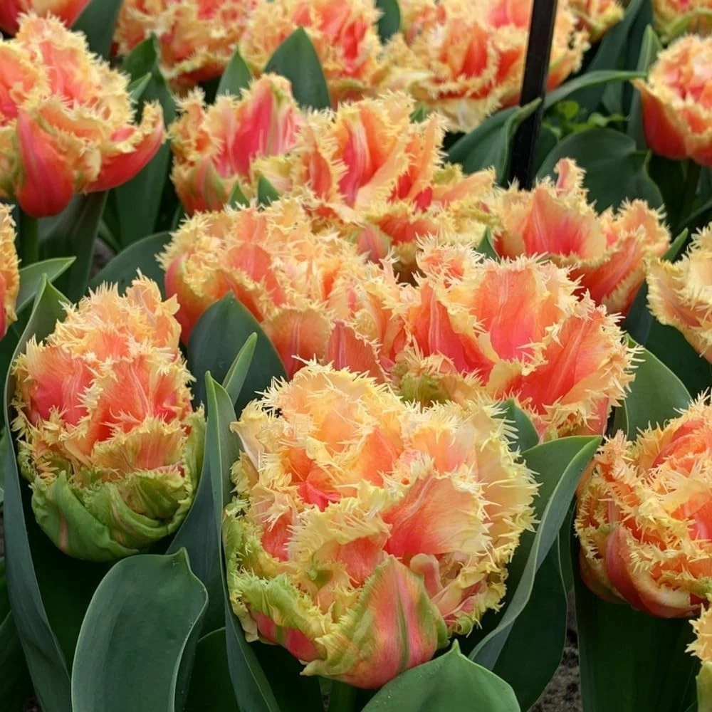 Thompson and Morgan Tulip Doubles Collection Planting Bulb 30 Pack Image 2
