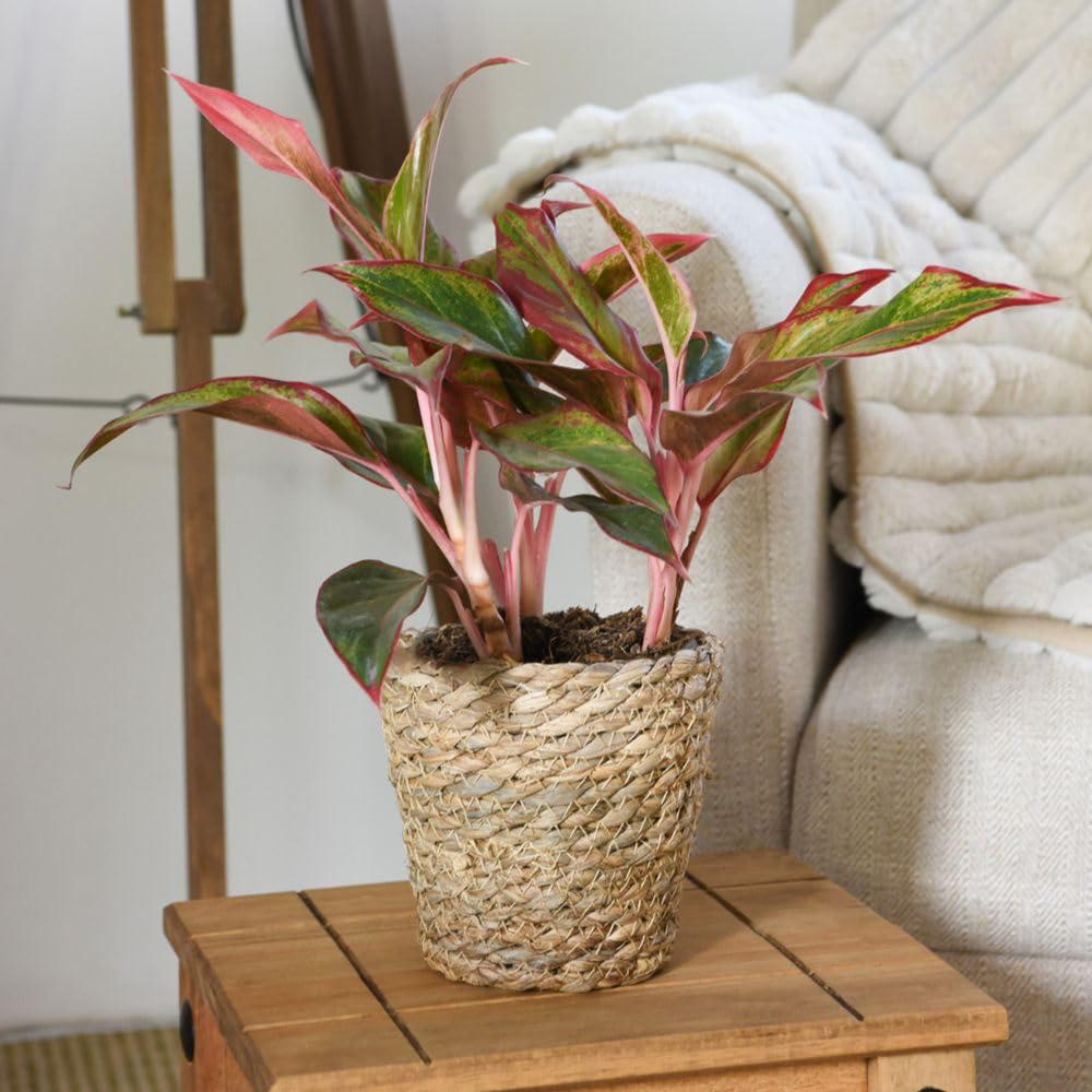 Thompson & Morgan Aglaonema Crete Plant Pot 12cm 2 Pack Image 1