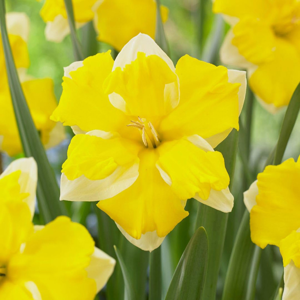 Thompson and Morgan Daffodil Banana Daiquiri Planting Bulb 16 Pack Image 1