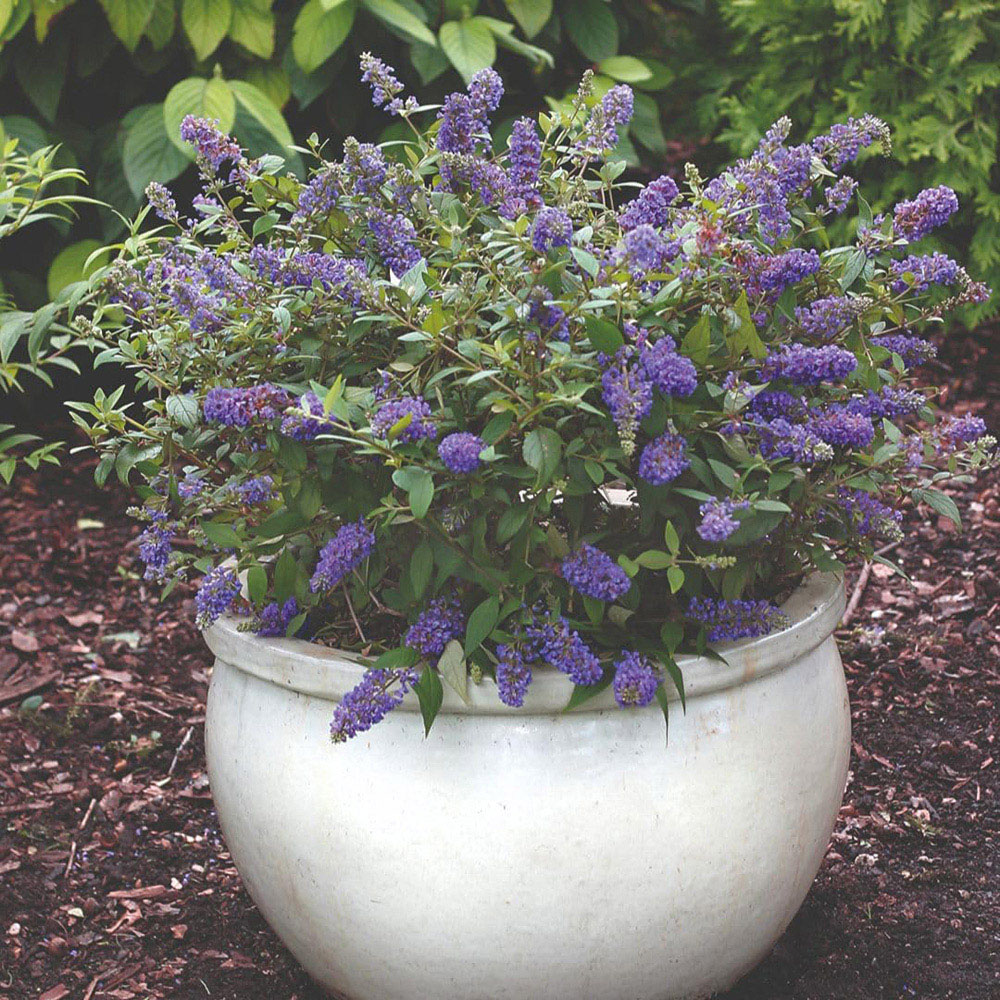 Thompson and Morgan Buddleja Blue Chip Plant Pot 3L 3 Pack Image 3