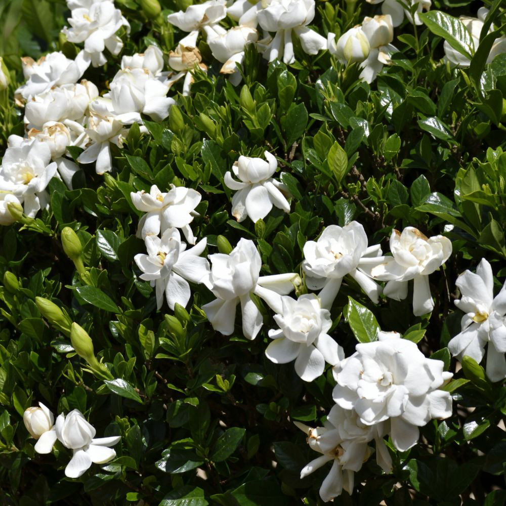Thompson and Morgan Gardenia Jasminoides Crown Jewel Plant Pot 9cm 2 Pack Image 2