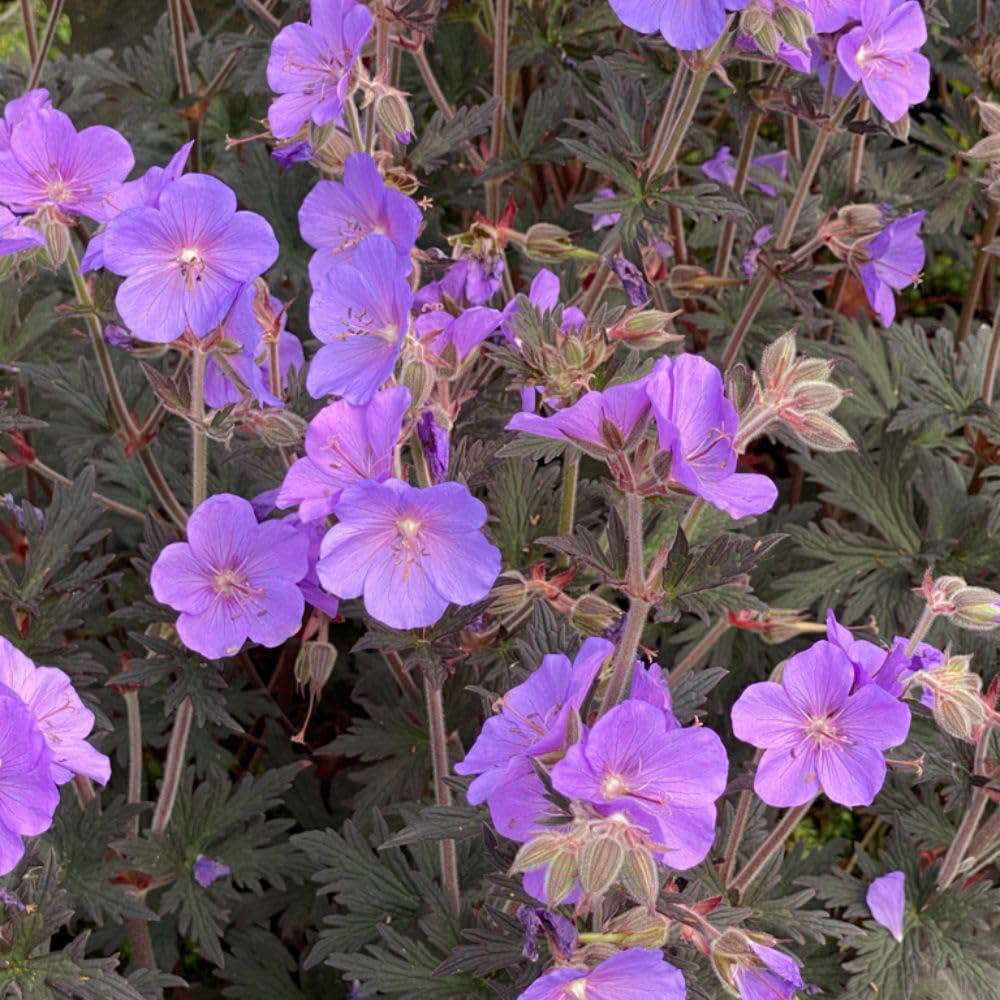 Thompson and Morgan Geranium Pratense Boom Chocolatta Plant Pot 2L Image 1