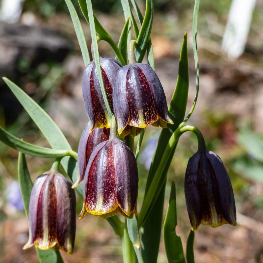 Thompson and Morgan Fritillaria Crassifolia Bulbs 20 Pack Image