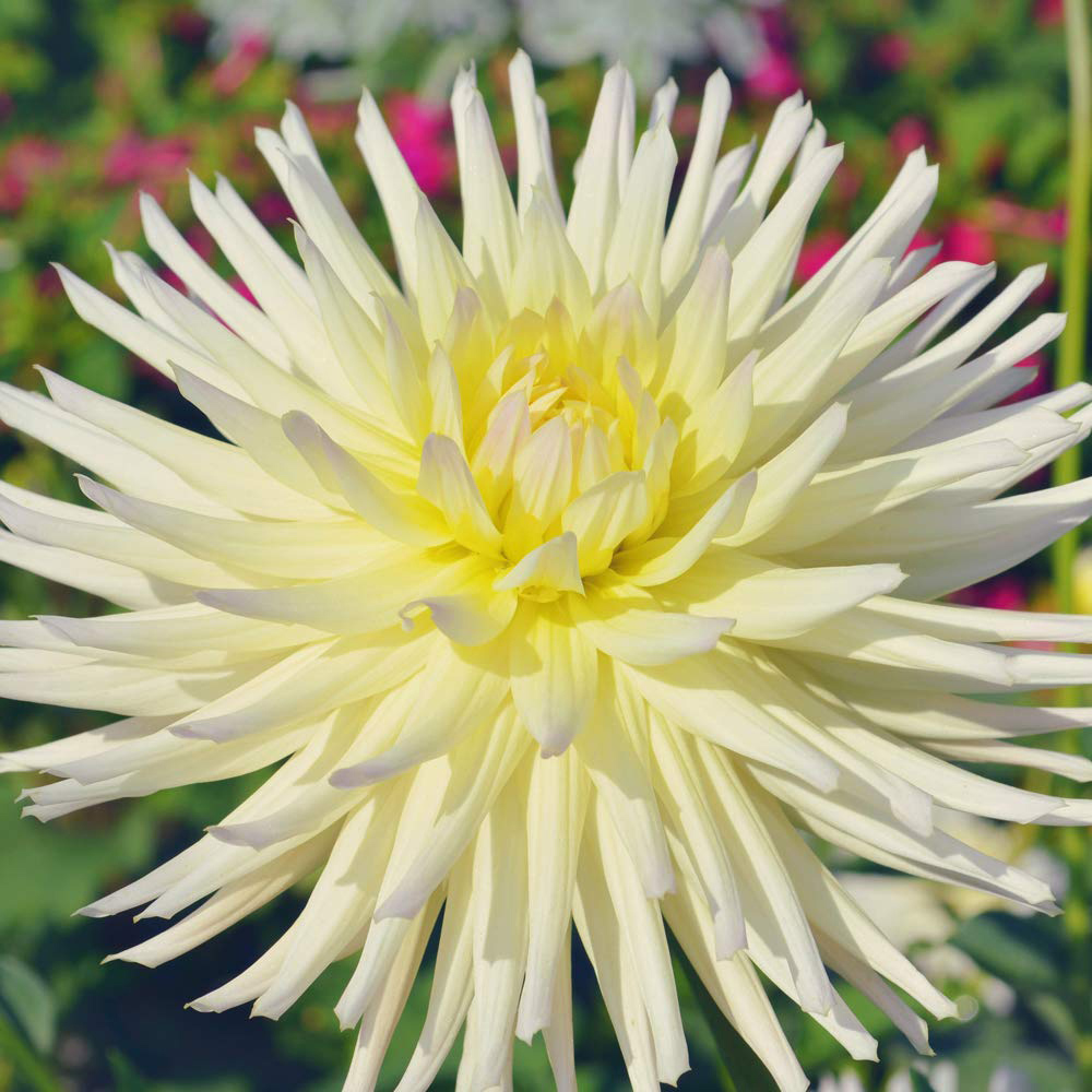 Thompson & Morgan Dahlia Yellow Star Tuber 3 Pack Image