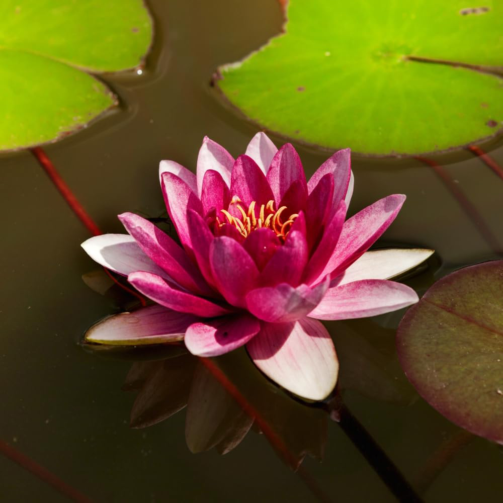Thompson and Morgan Nymphaea Red Waterlily Plant Pot 9cm Image 2
