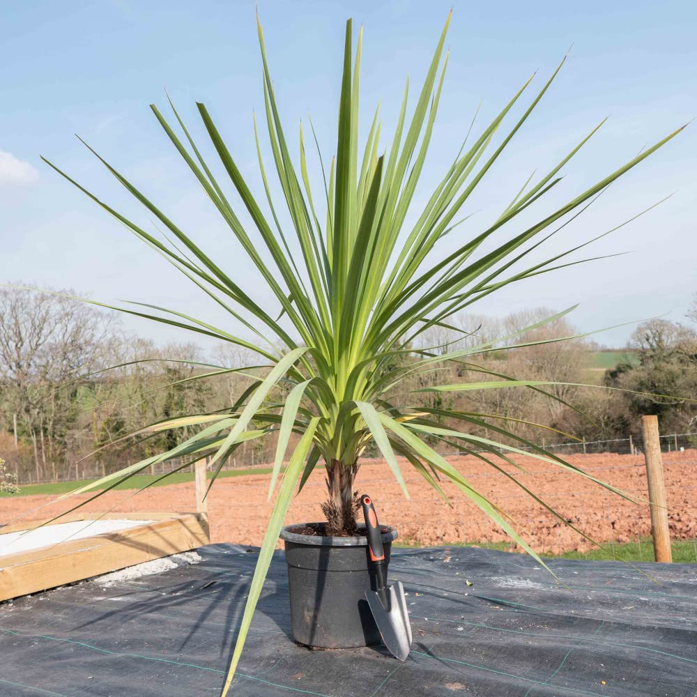 Thompson & Morgan Cordyline australis Potted Plant 24cm Image 3