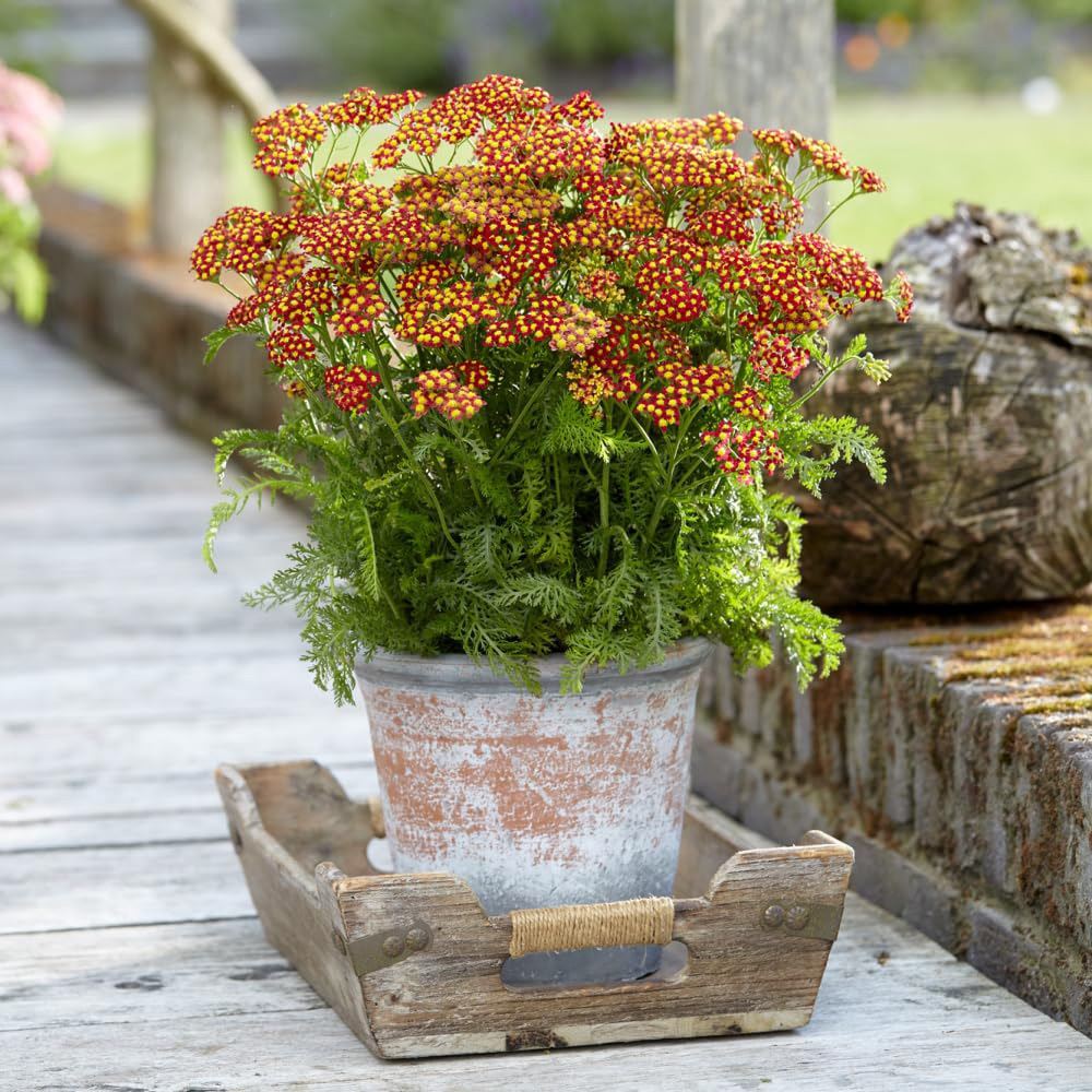 Thompson and Morgan Achillea Milly Rock Red Plant Pot 2L 3 Pack Image 4