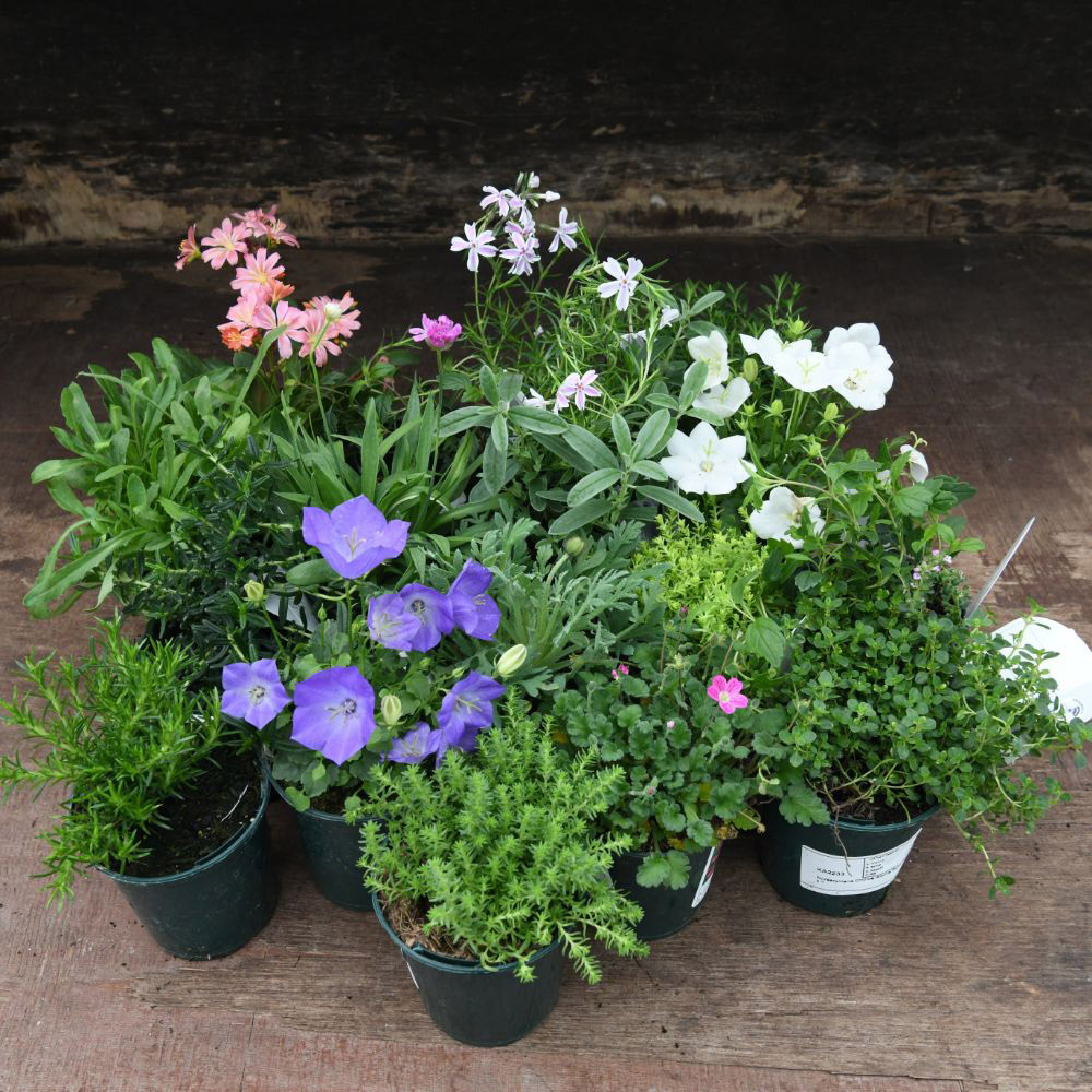 Thompson and Morgan Nurserymans Choice Alpine Plant Pot 9cm Image 7