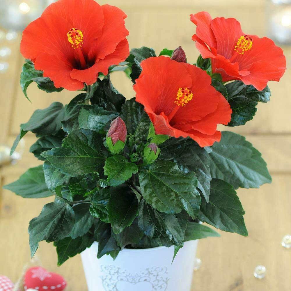 Thompson and Morgan Christmas Gift Hibiscus Flair Plant Pot 13cm 2 Pack Image 2