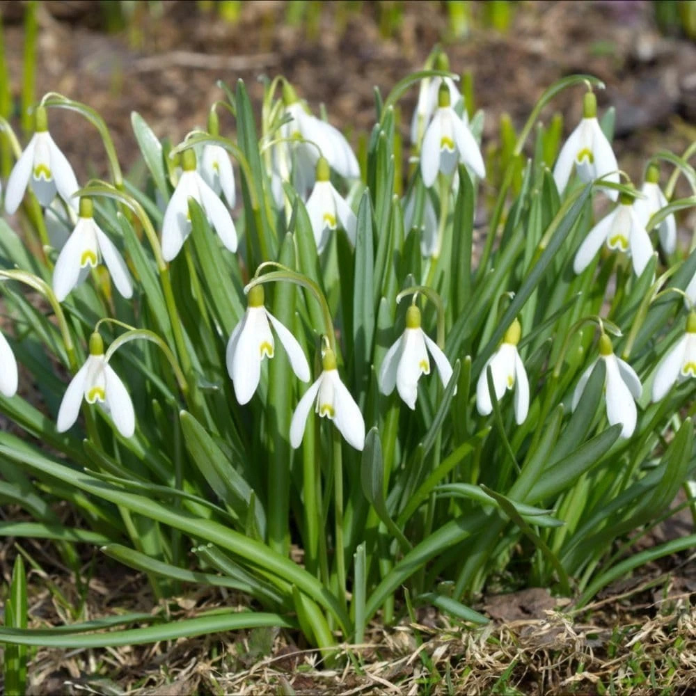 Thompson and Morgan Galanthus Snowdrop Woronowii Autumn Planting Bulb 16 Pack Image 3