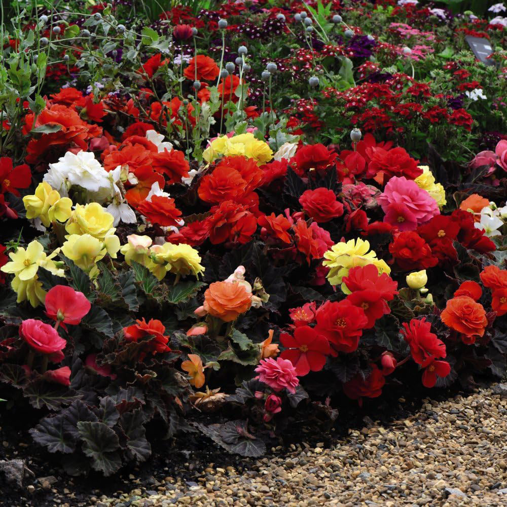 Thompson and Morgan Begonia Nonstop Mocca Mixed Plant Plug 72 Pack Image 2