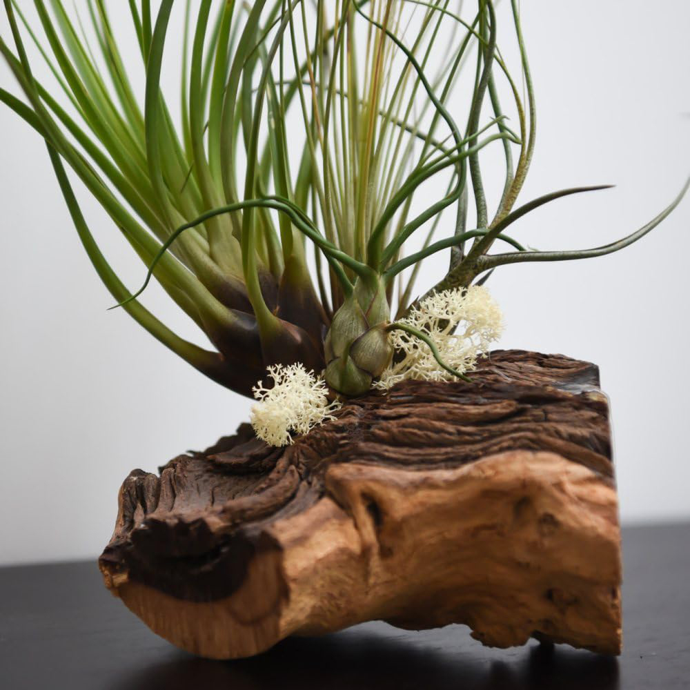 Thompson and Morgan 3 Air Plant on Bog Wood Image 1