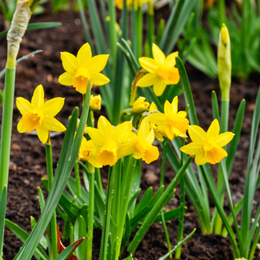 wilko Narcissus Tete a Tete Golden Yellow Planting Bulb 200 Pack Image 1