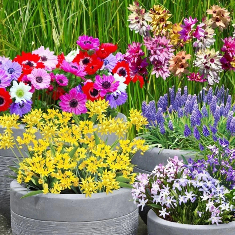 Thompson and Morgan Mixed Collection Planting Bulb 400 Pack Image 6