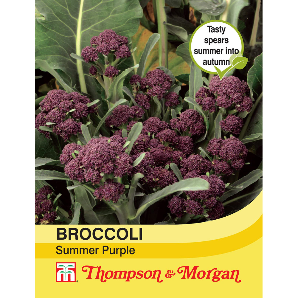 Thompson and Morgan Broccoli Sprouting Summer Purple Seeds Image 3