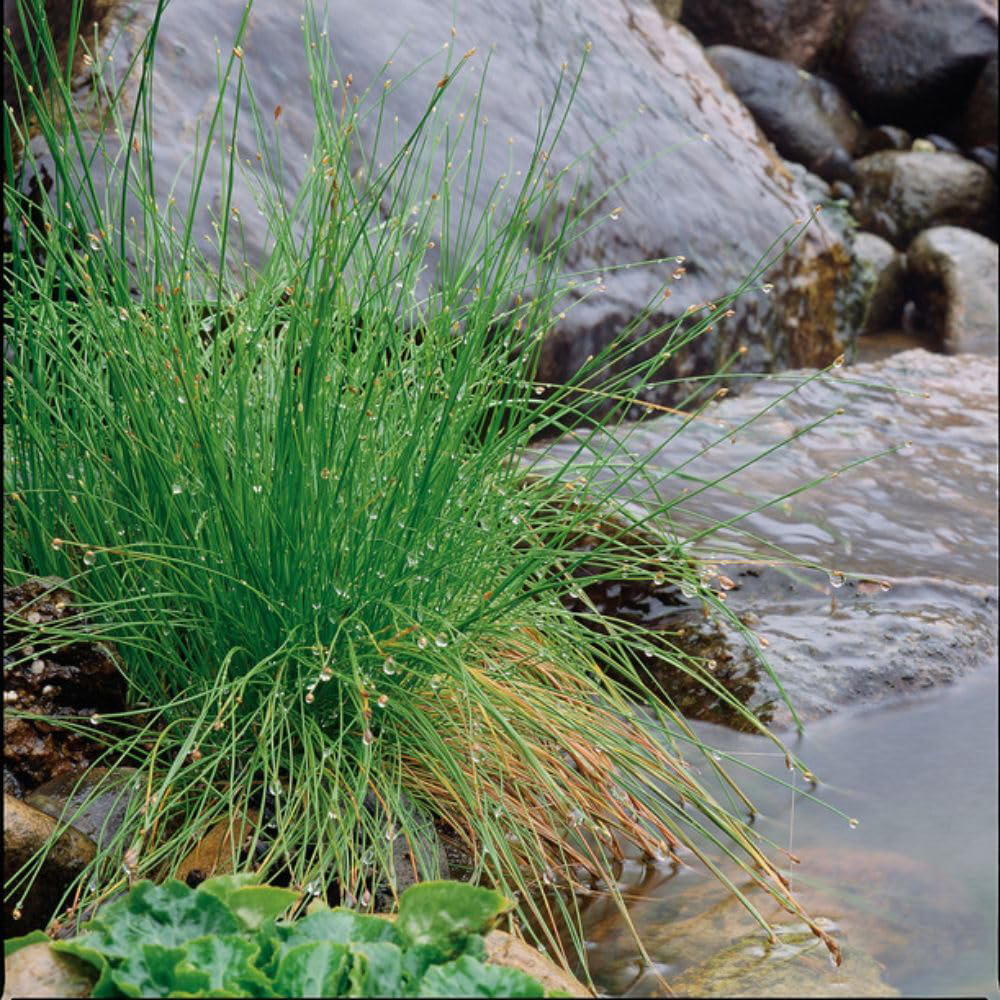 Thompson and Morgan Scirpus Isolepsis Plant Basket 11cm Image 2