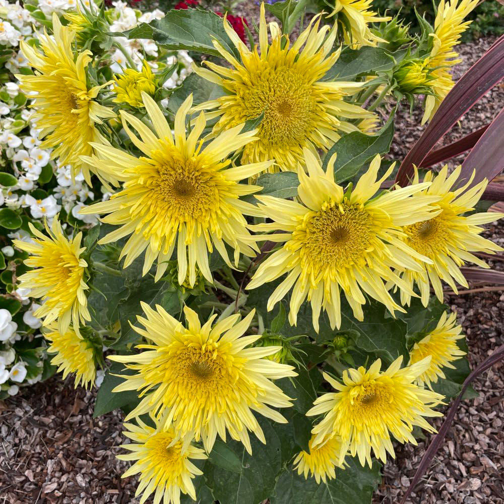 Thompson and Morgan Sunflower Lemon Cutie F1 Seeds Image 2