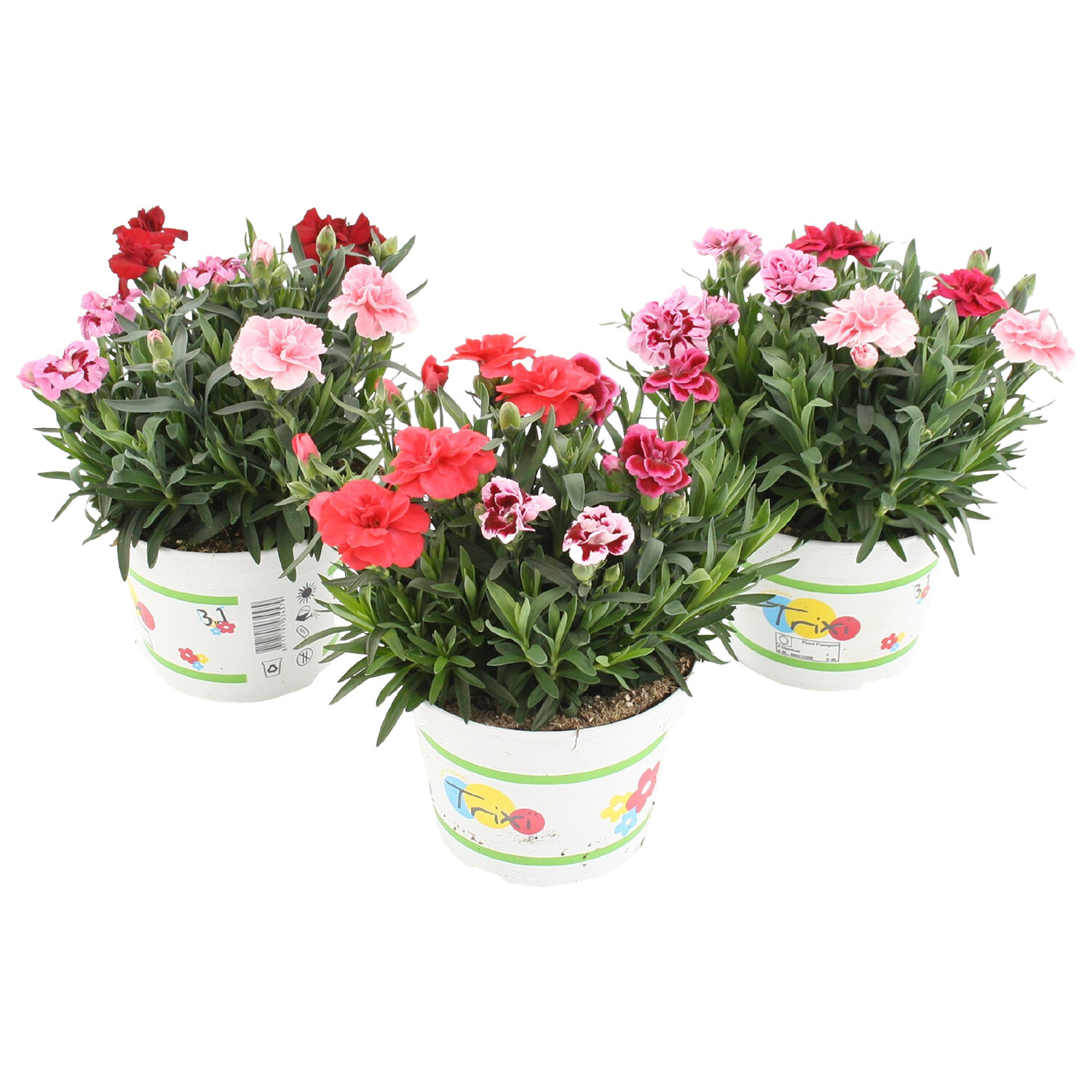Dianthus Trixi - Multicolour Image
