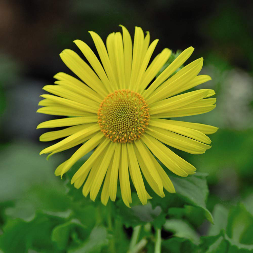 Thompson and Morgan Doronicum Little Leo Plant Plug 6 Pack Image 3